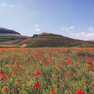 Piani di Castelluccio